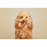 Hondensnoepjes Snackys 10 Stuks Oor 2