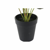 Decoratieve plant DKD Home Decor Roze Groen PE (10 x 10 x 27 cm) 3