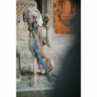 Hondenriem Hunter Blauw 100 cm 4