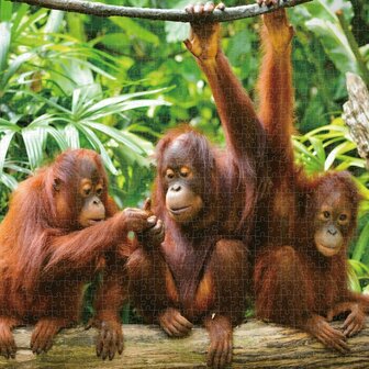 Puzzel Colorbaby Orangutan 6 Stuks 68 x 50 x 0,1 cm 5