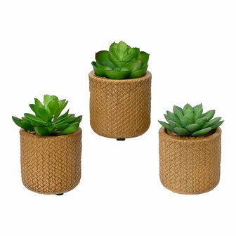 Decoratieve plant EDM 898158 Vetplant 10 cm 1