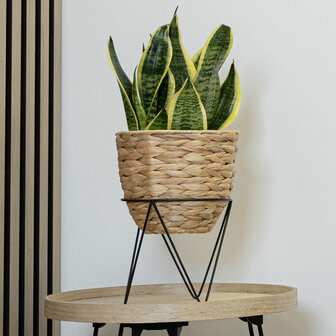 Bloempot met standaard Vinthera Moa Beige Metaal Waterhyacint 20 x 30 cm 25 x 40 cm 2 Onderdelen 5