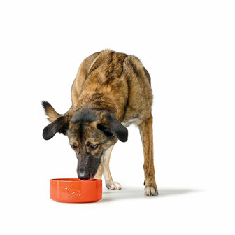 Voerbak voor honden Hunter OSBY Oranje Keramisch 350 ml 3