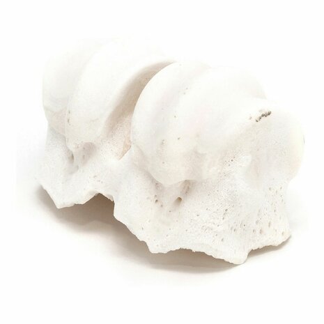 Hondensnoepjes Gloria Knokkels Calcium 2