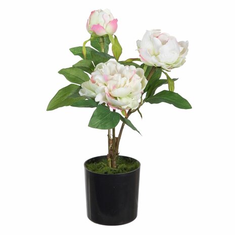 Decoratieve plant 24 x 20 x 38 cm Crème Pioenroos 1