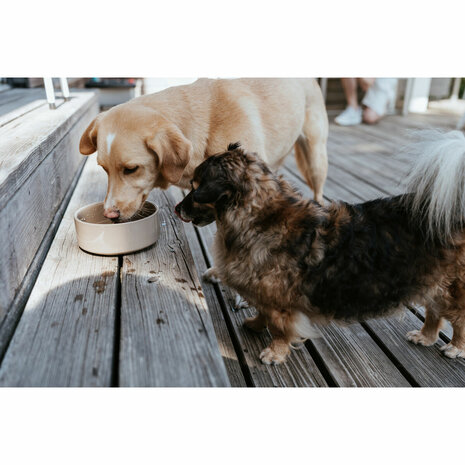 Voerbak voor honden Hunter OSBY Beige Keramisch 350 ml 5