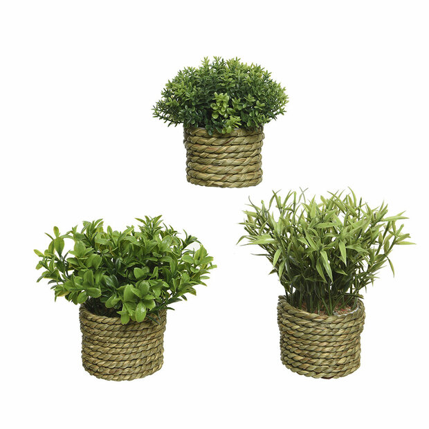 Decoratieve plant Basic Home Kunstmatig Touw Groen 16 x 3 cm 1